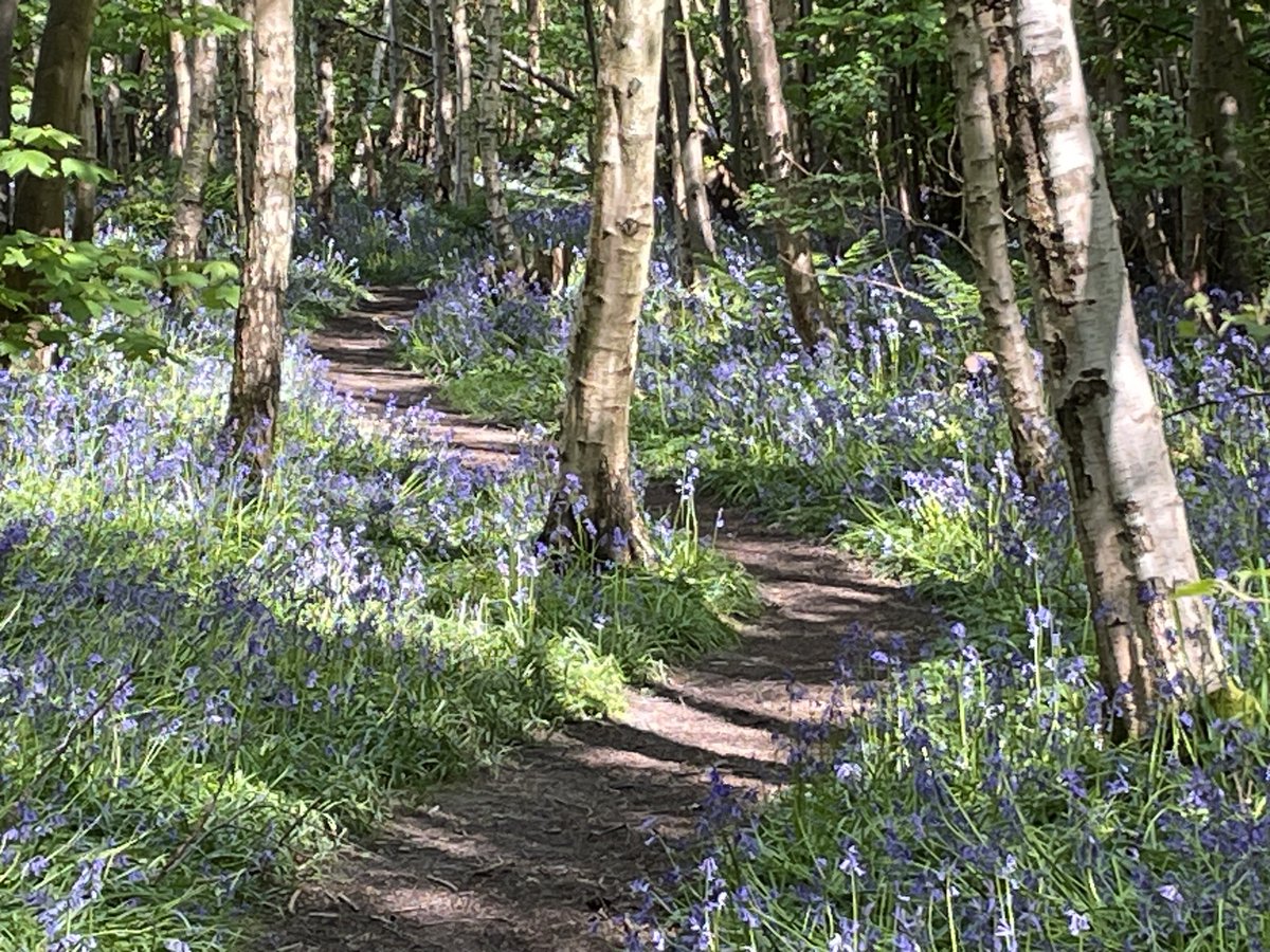 Lovely local bluebell wood on Monday. #bluebell #Hastings