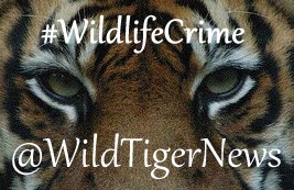 #WildlifeCrime #SouthAsia - Voices : Tackling the illegal #wildlife trade in #India timesofindia.indiatimes.com/blogs/voices/r…