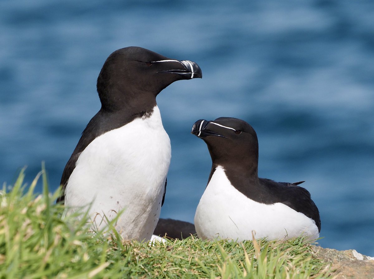 A pair of Razorbills enjoying the sun on @skomer_island. Love these birds as much as the Puffins. @WTSWW @PembsCoast @PembsBirds