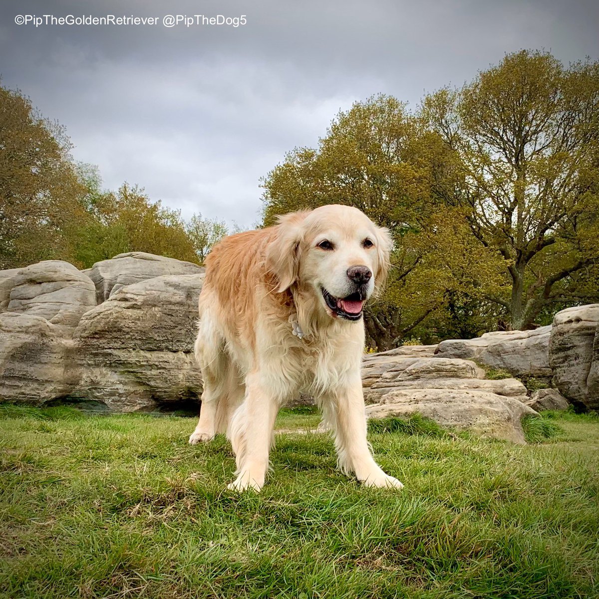 🪨🐶🌳

Rock Steady.

#GoldenRetrievers 🐕😀🐾