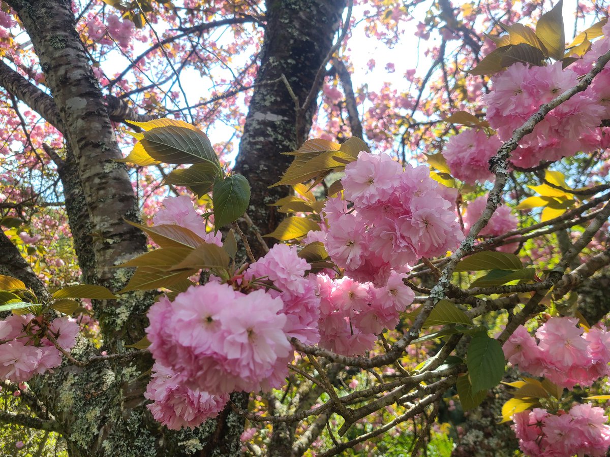 牡丹桜🌸