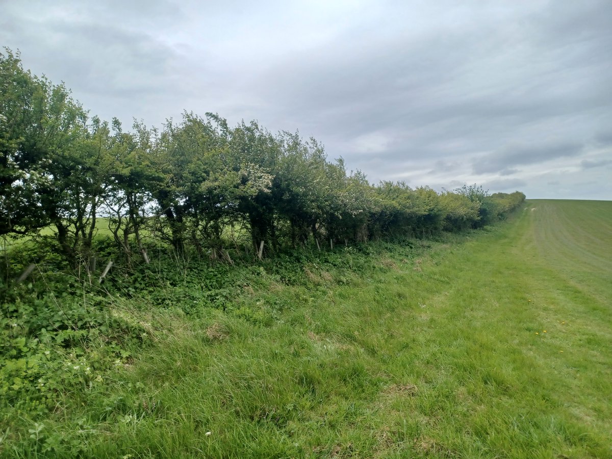 Guessing the recent history of a hedge: 1 Hedge got leggy & gappy 2 New whips inter-planted to thicken it out 3 New whips grew straight upwards to get to the light, not creating any more density at base 4 deer not helping.. What would you do to help this hedge?