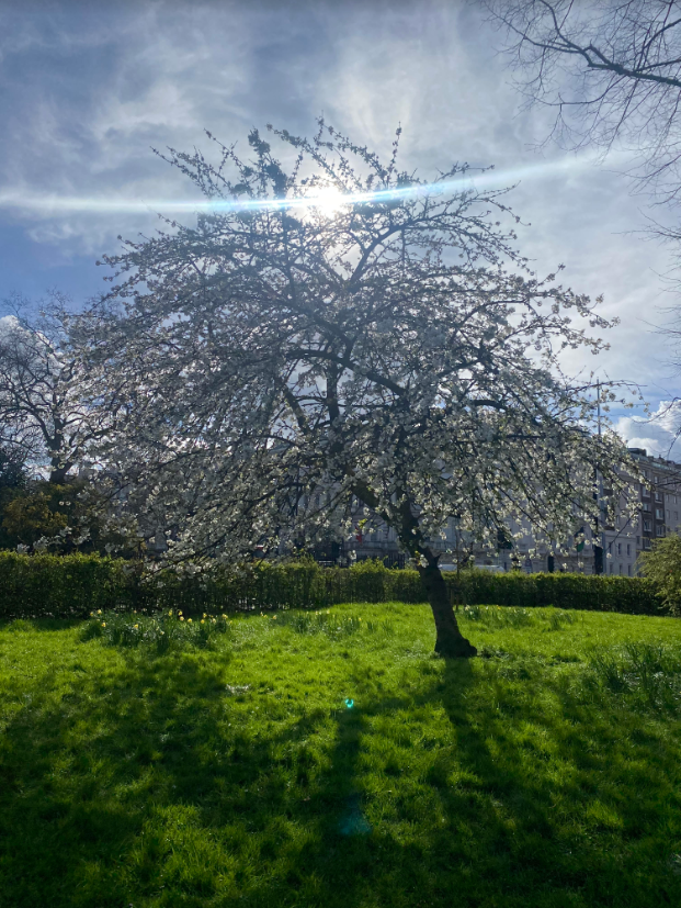 Spring's in full swing in South Ken, and
@theroyalparks are a sight to behold! 🌸📷 Spotted a gorgeous blossom tree in Hyde Park today.   

Explore the parks this season with our trail: discoversouthken.com/routes/walking…

#SouthKen #RoyalParks #SpringInLondon