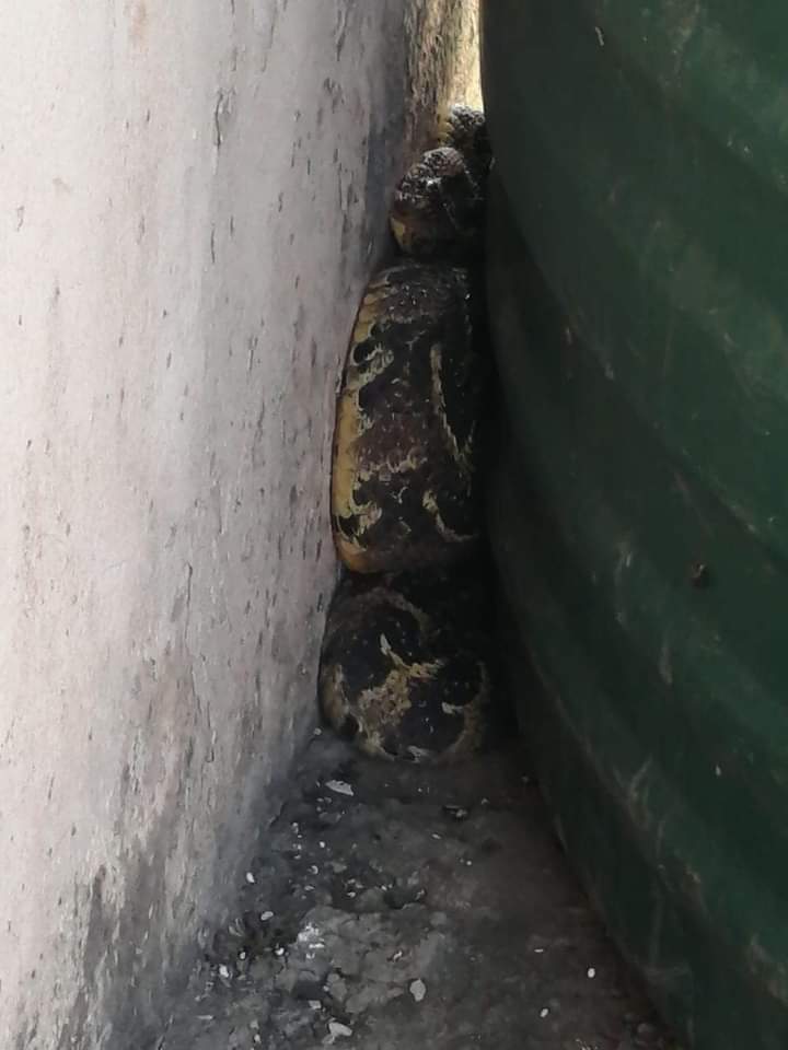 Venomous Puff Adder Captured Near Ndwedwe School Today in Ndwedwe, KZN, a 1.2-meter-long Puff Adder was safely captured on a property near Emgezengwane Primary School. Reacting to a resident's call, Reaction Officer Nathi Ndaba identified and captured the highly venomous snake,