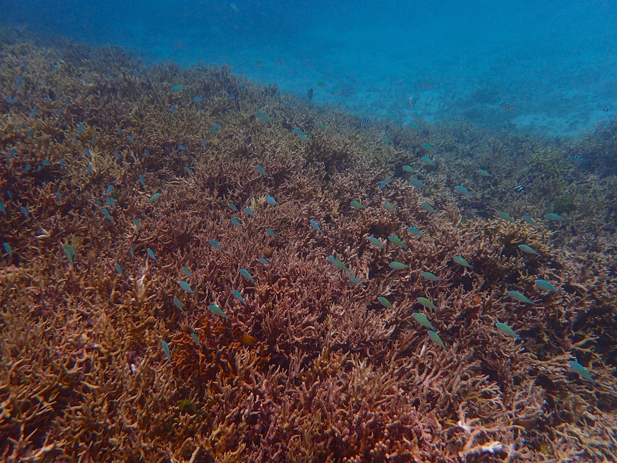 西洲側のサンゴと魚たち
ここ民間用地として埋立ようとするのって
財宝をドブに捨てるよりも愚かなことだと思います。

#浦添西海岸埋め立て反対