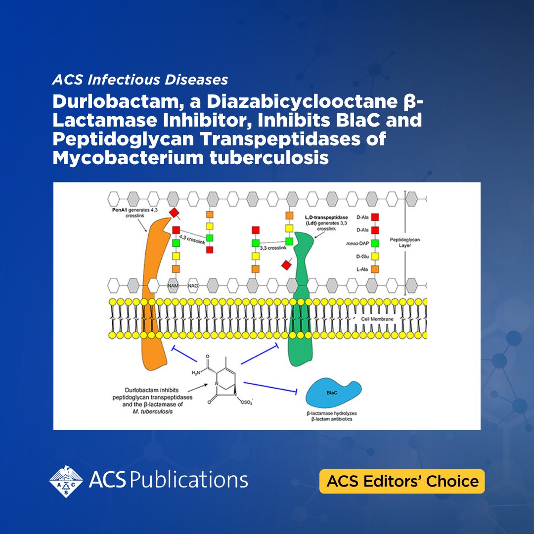 'Durlobactam, a Diazabicyclooctane β-Lactamase Inhibitor, Inhibits BlaC and Peptidoglycan Transpeptidases of Mycobacterium tuberculosis' from ACS Infectious Diseases is currently free to read as an #ACSEditorsChoice. 📖 Access the full article: go.acs.org/99Z