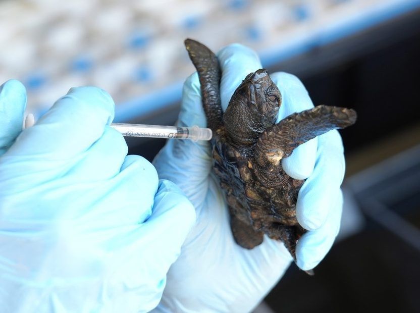 Rescue effort to save 500 baby sea turtles washed ashore in South Africa storm torontosun.com/news/world/res…