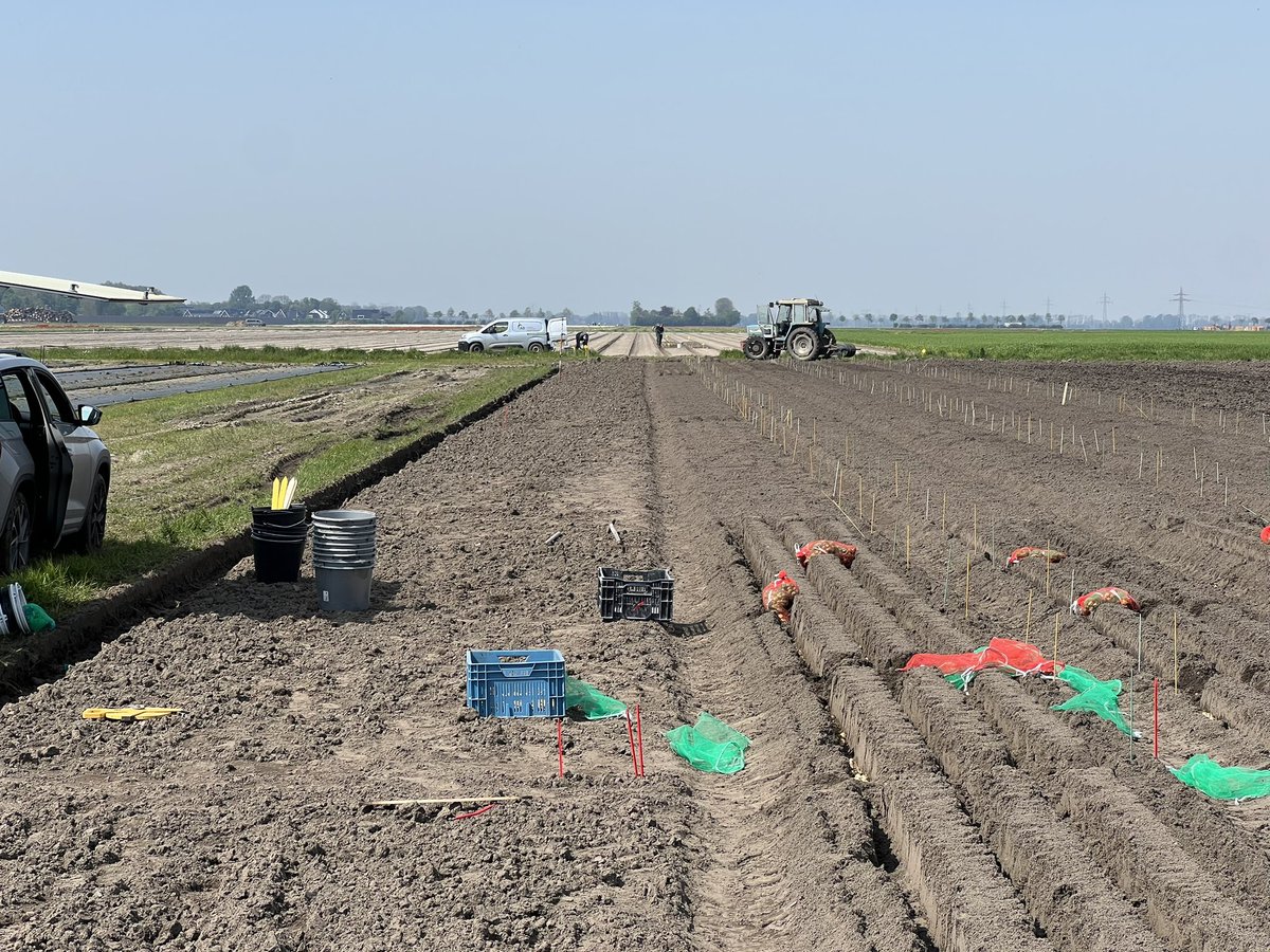 Bollen plant dag vandaag in #Ens
#Lelies #Gladiolen #Bayer #Serenade #Onderzoek <a href="/BertillvdW/">Bertill van de Wiel</a>