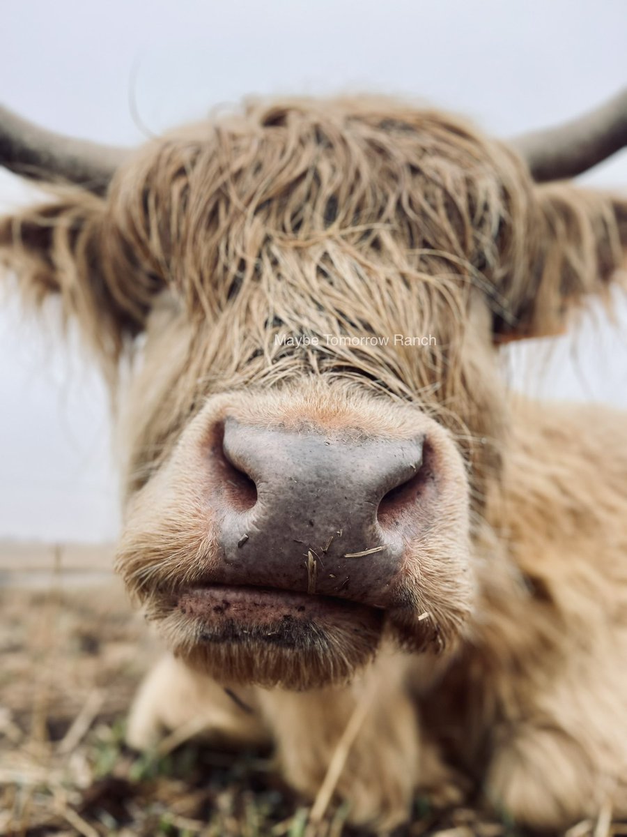 #maybetomorrowranch #highlandcow #alberta #farmlife #ranch #highlandcattle