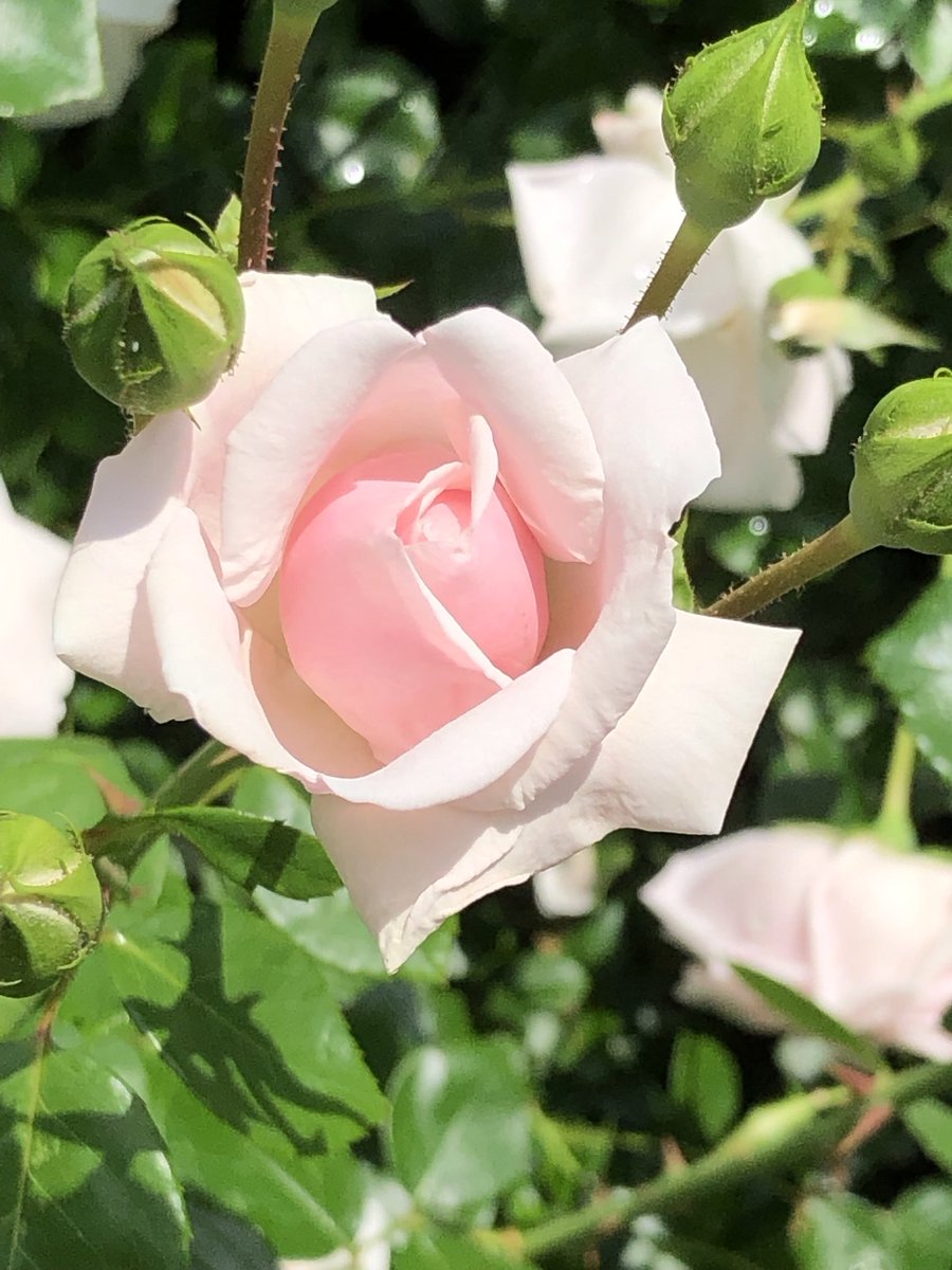 Best wishes for a lovely #RoseWednesday this 1st day of the lovely month of #May 🌸

#flowerphotography #mygarden #GardnersWorld #flowersoftwitter #gardeningtwitter #gardeningx #naturephotography #flowers #roses #rosegardens