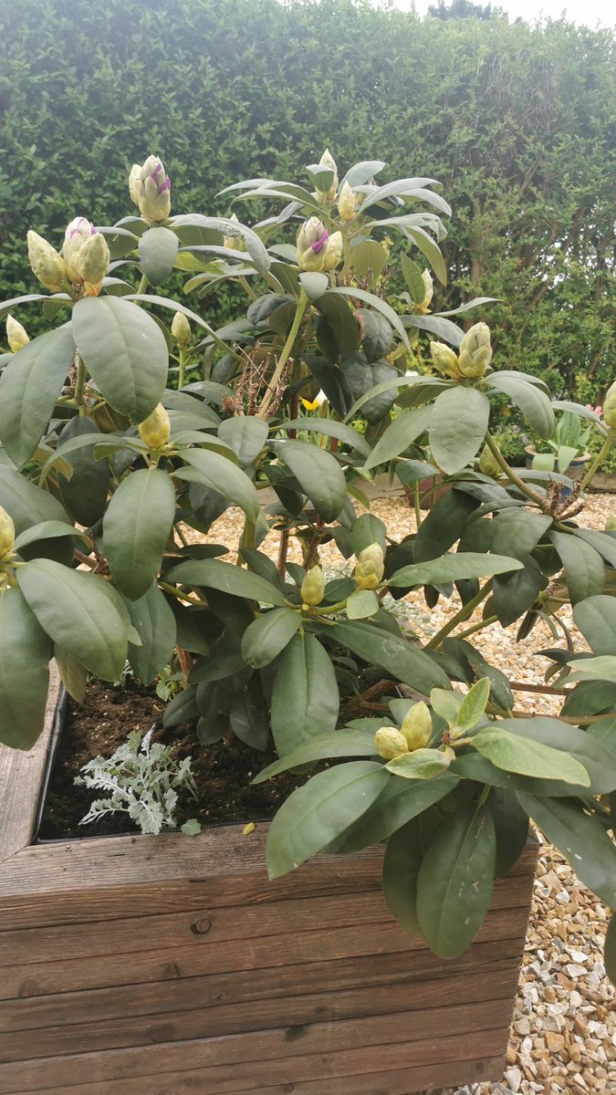 Just added a top dressing of ericatious compost & fed the Azalia out front, it's coming into flower!