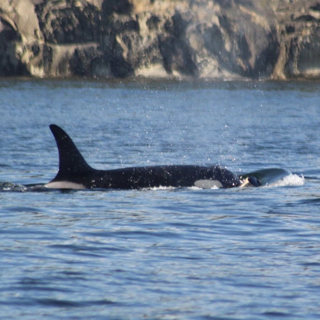 🇨🇦 La petite orque orpheline nommée Hunter a été sauvée au Canada. Elle était coincée dans un lagon de l'île de Vancouver depuis plusieurs semaines, après la mort de sa mère. Elle a été réintroduite avec succès dans son habitat naturel ! 👏 (GEO) 📸 Taylor Shedd