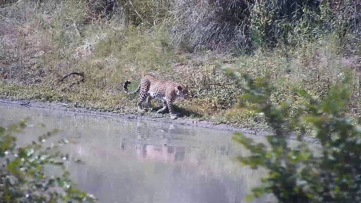 Tlalamba walks in the dam on Dam Cam at midday 🐆 #wildearth