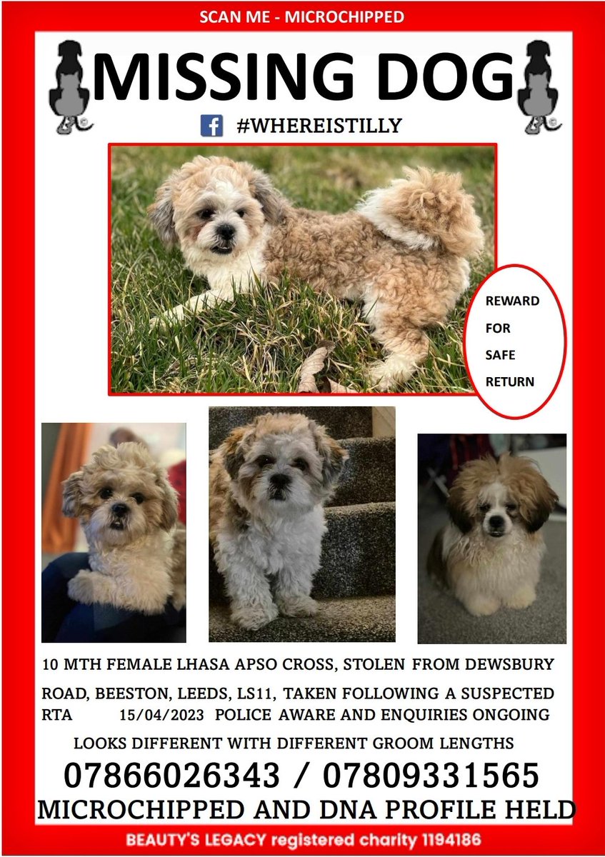 Tiny Lhasa apso cross Tilly, left for dead at the side of the road, suspected RTA,finder looked for owner and when he returned she had gone. Collar discarded. Where is Tilly? #leeds #whereistilly #petabduction @BBCLeeds @LUFC @LeedsCC_News @ITVCentral @looknorthBBC