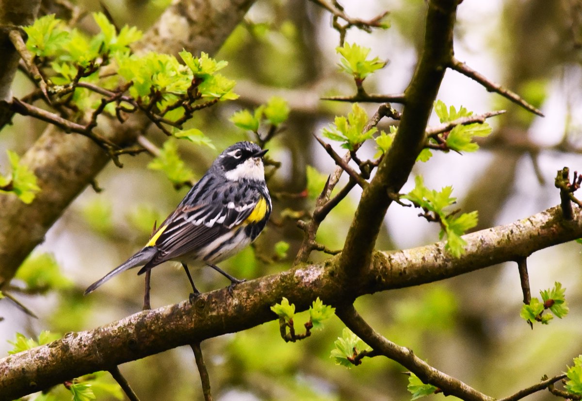 Another look at the recent 1st winter Myrtle Warbler, Kilwinning, Ayrshire. My bird of the year so far. I like this photo as it looks in a natural setting & the 2nd summer feathering can be seen coming through. Who knows where it went but it gave a lot of people a lot of pleasure