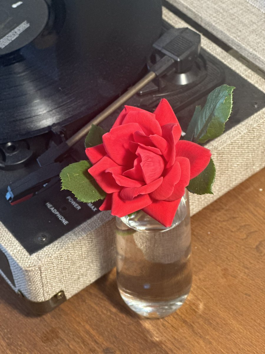 My rose bushes are in full bloom, so here’s the prettiest one I could find to bring inside and put  in a champagne flute 🥰🥰🌹🌹👩🏿‍🌾 #plantmom #springbloom