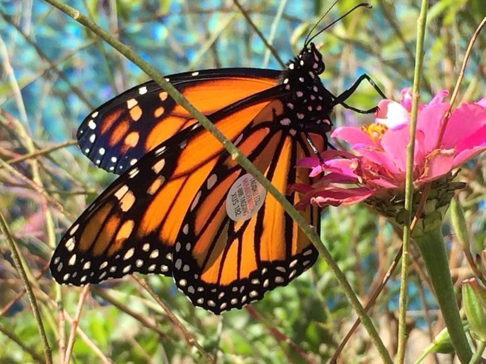 TODAY IS #MAYDAY. Here's to new beginnings: just blossom for #Mayday #favorite-month Happy May 1st! #mayday 💚🌹🌼🌸🙌 🦋 wishing you an amazing day !!