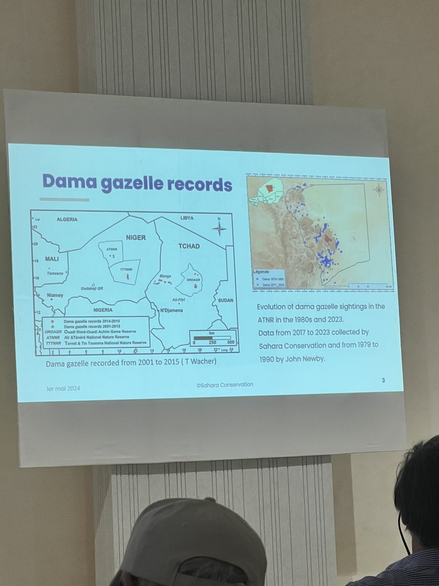 kirstenjharper's tweet photo. Abdoul Razack Moussa Zabeirou discussing understanding Dama gazelle behaviour to optimise conservation in the Aïr and the Ténéré natural reserve in Niger. Use of camera traps to assess behaviour. Gazelle less active when other sp. active and more nocturnal #SSIG24 https://t.co/tflFVWz2BR