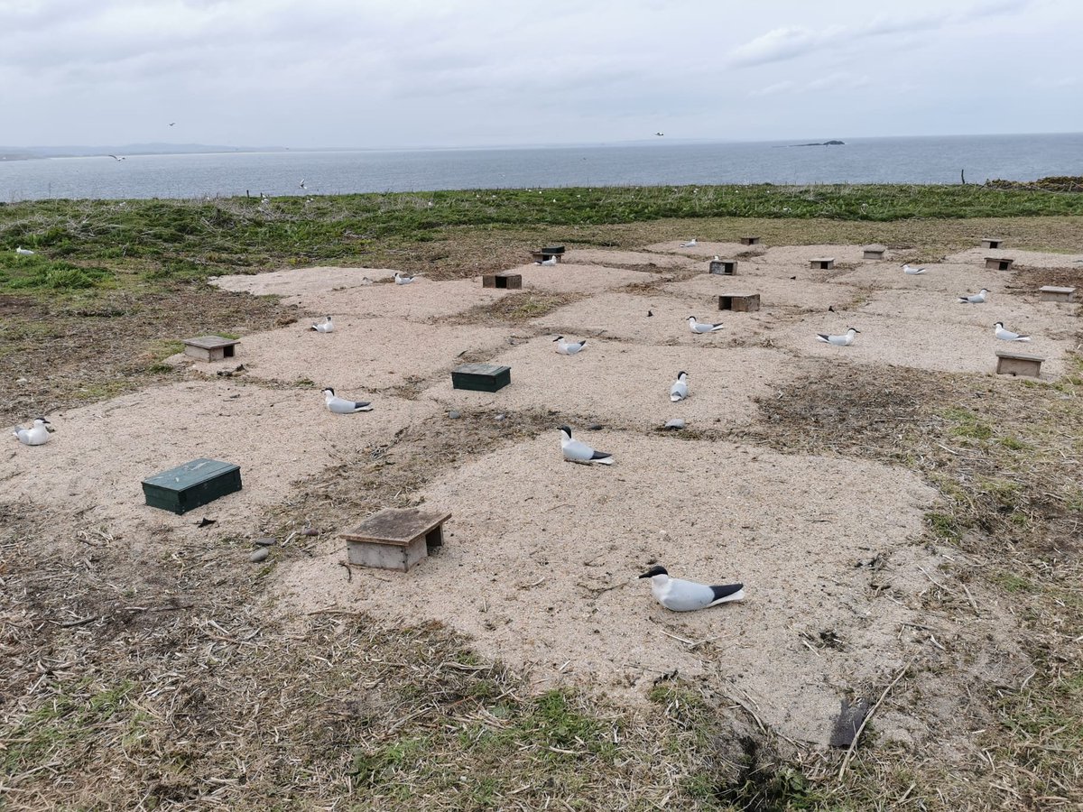 As the first #Arcticterns arrive back at the #FarneIslands the rangers have been busy creating extra nesting habitat using gravel and decoys. Fingers crossed that they approve! Credit Sophia Jackson & Holly Appleby #seabirds #nature conservation #northumberland @NT_TheNorth