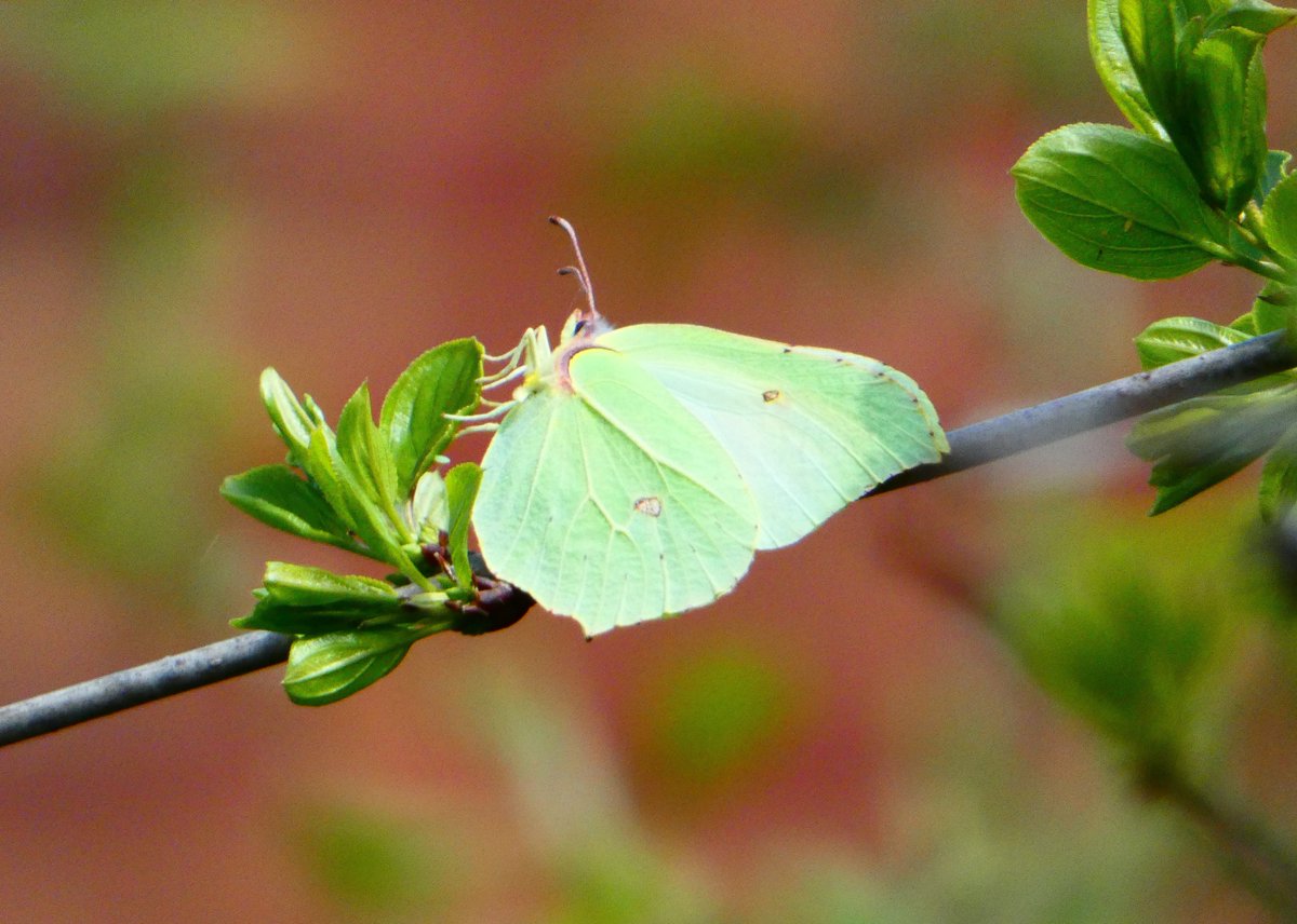 Can you spot the egg newly-laid by this Brimstone on the buckthorn in my garden at lunchtime today? @dave_b_james @BedsNthantsBC @savebutterflies