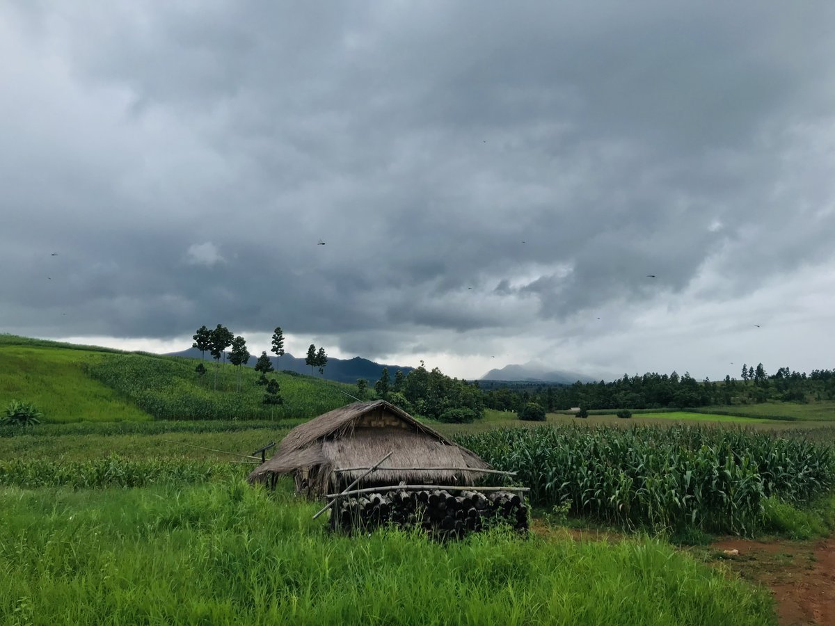Somewhere in Karenni, a farm guard's hut and a corn field.

Camera: iPhone 7

#iphone7 #karenni