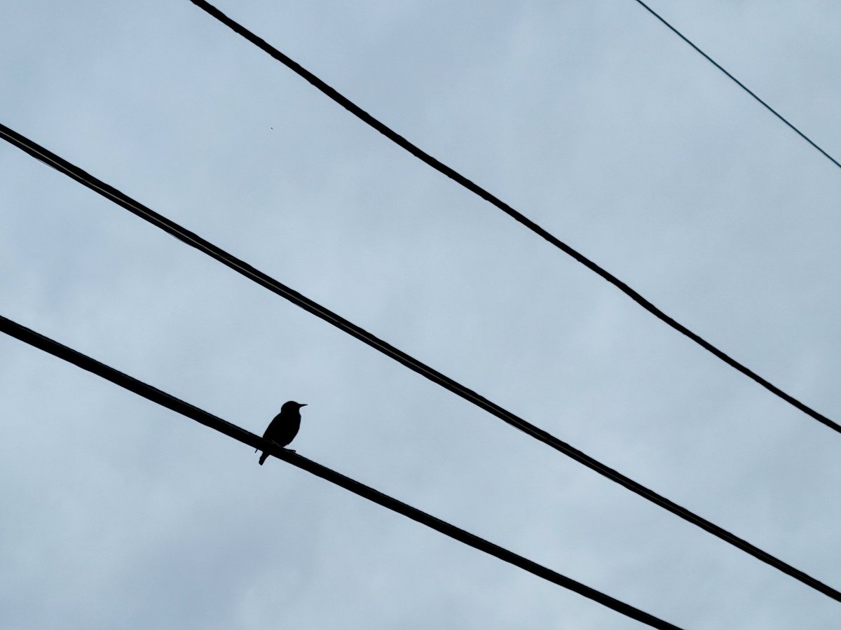 Bird on a wire @UArkansas