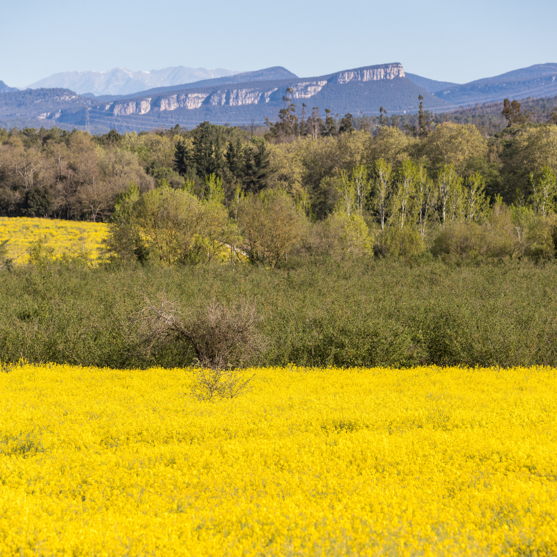 Descobreix els paisatges màgics de la Selva: rius serpentejants, boscos exuberants i muntanyes impressionants.
🩵💚 Una experiència natural que et captivarà.

laselvaturisme.com

#LaSelvaTurisme