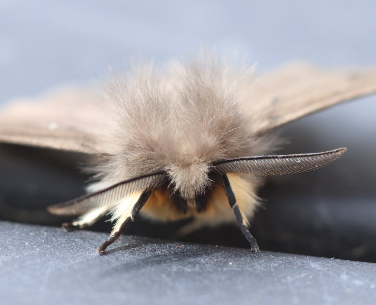 Meet Mr Floofy-face (aka Muslin Moth) @savebutterflies #mothsmatter