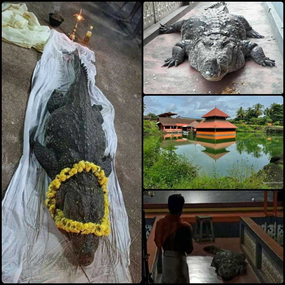 Babiya was the only known vegetarian crocodile in the world claimed to eat only Mandir Prasadam and guarded Sri Ananthapura lake Mandir in Kerala since 75 years attained Moksha in 2022