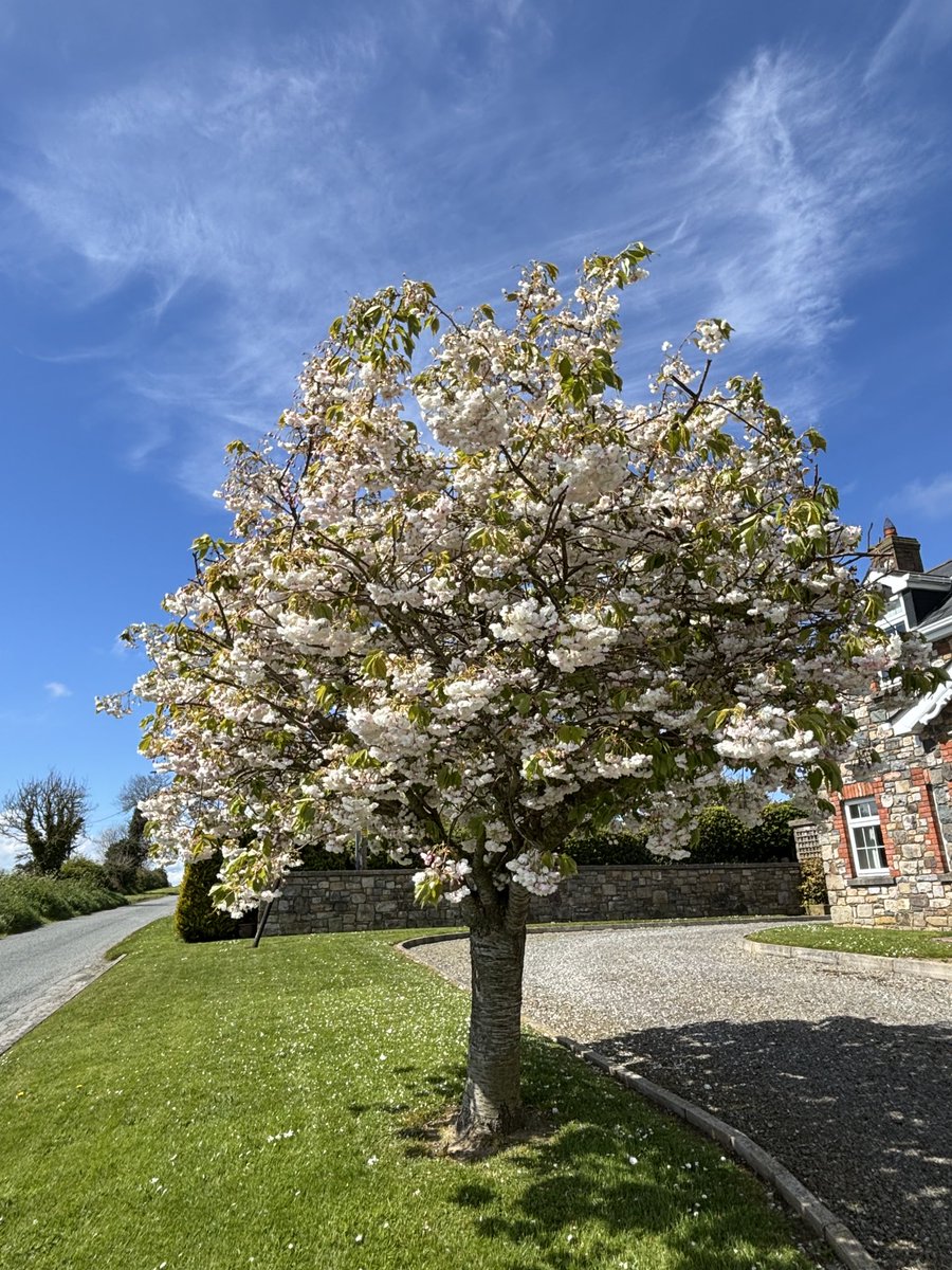 Happy #MayDay to all! A stunning cherry blossom today in Termonfeckin! 🌸 Lá Bealtaine sona daoibh uilig! 🌸 #Bealtaine #May1st