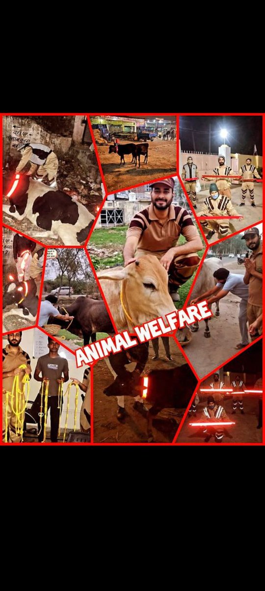 Saint Gurmeet Ram Rahim Ji 🙏 the followers of DSS provide fodder,water & medical facilities to the stray animals & also tie reflector belts to protect them from accidents.
#SafeRoadSaveLives #AnimalWelfare 
#AnimalCare #Kindness 
#DeraSachaSauda #BabaRamRahim