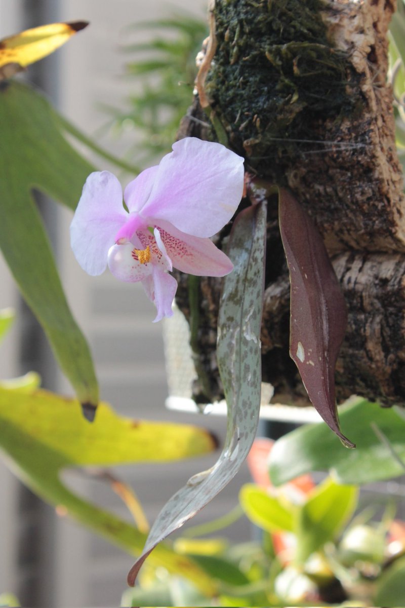 Phalaenopsis schilleriana

4月中頃より開花中。ウチの乾きまくる環境でこれ以上はコルク付けで維持出来ないと悟ったので、花が終わればプラ鉢管理に以降予定。

＃ファレノプシス
＃シレリアナ