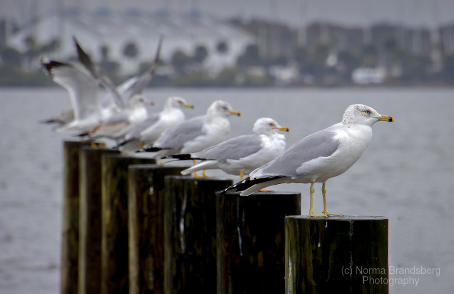 Florida seagulls trading places on posts available here: pictorem.com/975021/Seagull… #birds #seagulls #birdflocks #blackandwhite #florida #wallart #gifts #interiordesign #homedecor #ayearforart #BuyIntoArt #wallart #gifts #nature #elegantfinephotography #normabrandsberg