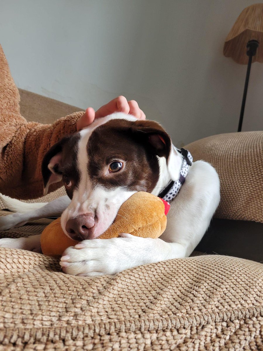 RUBY is in #Immingham and available  to adopt
This beautiful young lady is around 11 months old and is a small - medium size girl . They believe she is a staffy x spaniel
#hull #Grimsby #Lincolnshire #Scunthorpe #Skegness #Harrogate #mablethorpe #Cleethorpes  #puppy #staffy