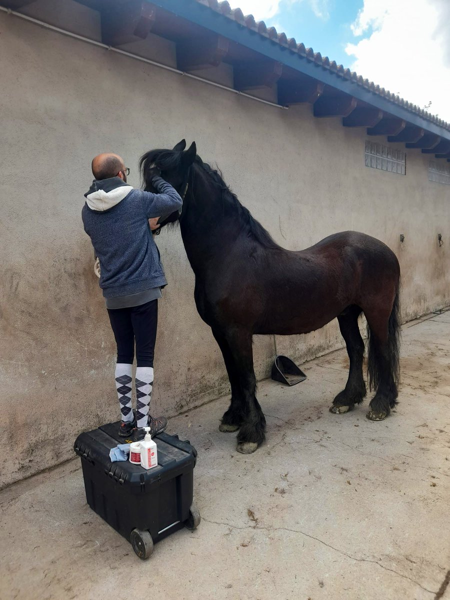 Aquest Frisó marró = cavall feliç 🐴Però jo no les tinc totes! 🤔😂 #friesianhorse #horselover #bernesemountaindog