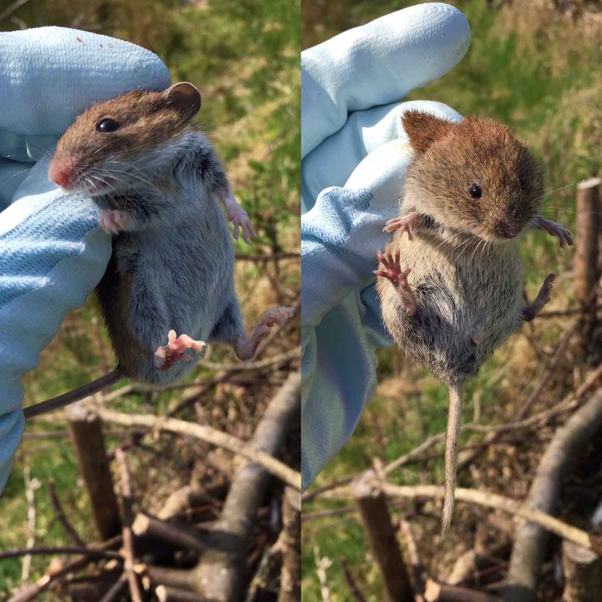 Out small mammal trapping with a group at @MauldsheughWood in Selkirk this morning. We caught two Wood Mice and a Bank Vole. Was great to be able to show the difference between mice and voles. @Mammal_Society @labmammalgroup @ScotWildlife @GoWild_Scotland