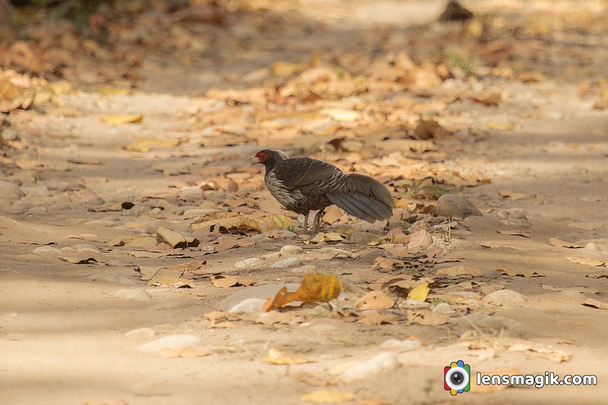 np_photographer's tweet image. Kalij Pheasant bit.ly/KalijPheasant Pheasant bird #kalijpheasant #pheasantbird #kaleejpheasant #pheasant #birdsofIndia #largeflyingbirds #aboutkalijpheasant #corbettnationalpark #uttarakhand #birdphotography #birdsoftwitter