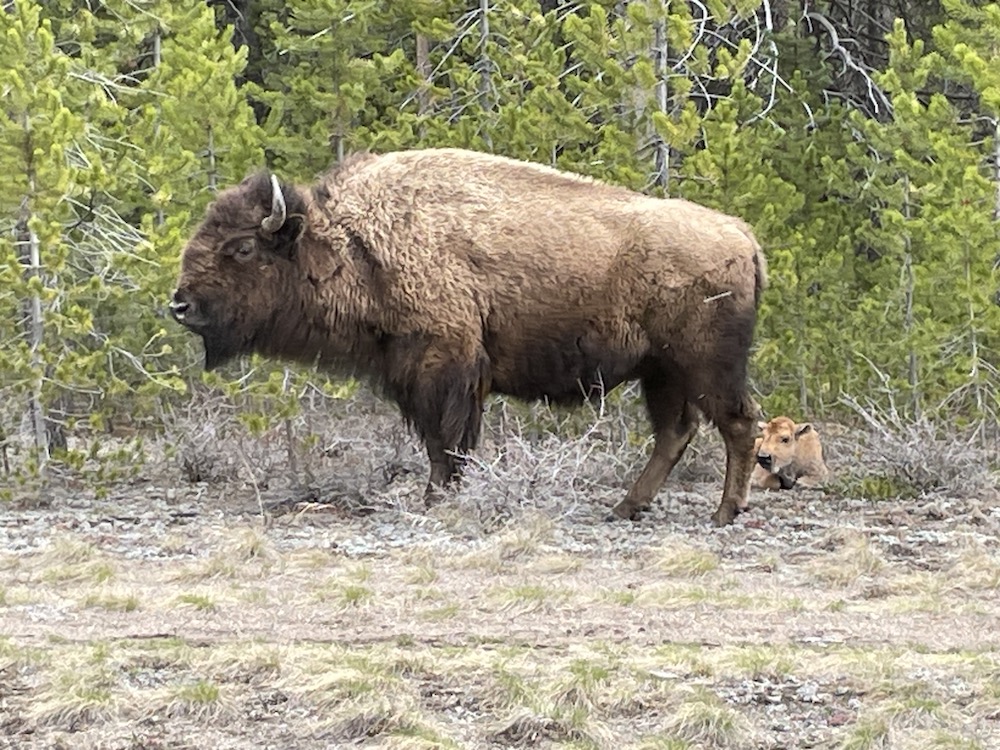 Breaking  News! Yesterday, our daily volunteer patrols saw the first baby  Yellowstone buffalo of the season! We'll be monitoring their migration  to ensure safe crossing of Highway 191. #reddogs #buffalove #letbuffaloroam #wildbison #yellowstone