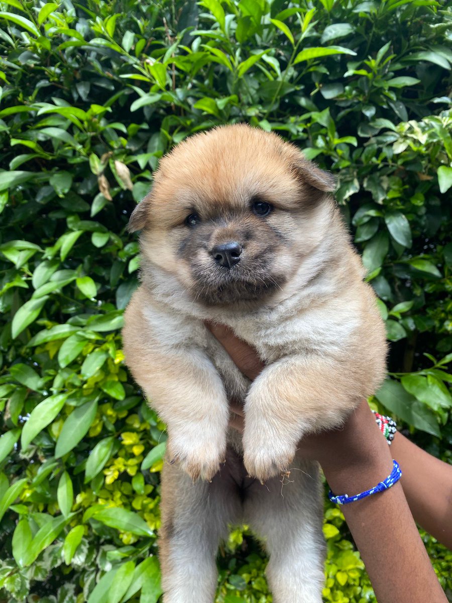 Chow chow puppies available 🐶🏡🌅🐾
2 months old ⏳️📅
All vaccinations upto date 🏥🧧
160,000kshs 
Don't forget to like and retweet 😊 🐾
