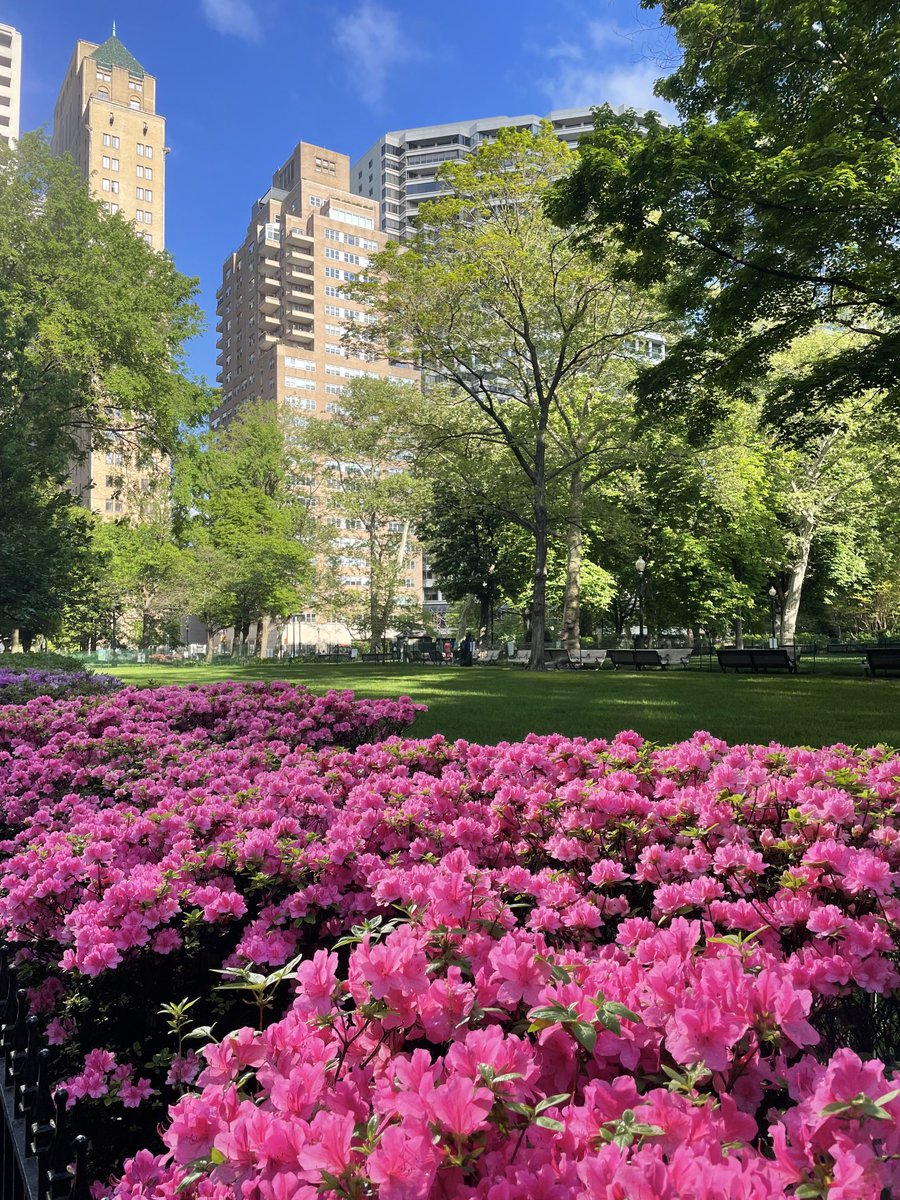 The azaleas in #RittenhouseSquare #Philly are beautiful this perfect morning ⁦@CecilyTynan⁩ ⁦@6abcadamjoseph⁩ ⁦@aliciavitarelli⁩ ⁦@6abc⁩ ⁦@SamChampion⁩ ⁦@visitphilly⁩