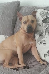 #LOST #DOG POPEYE 
Adult #Male #StaffordshireBullTerrier Light Brown
#Missing from Norton Canes 
#GreatWyrley #WS11 Central
Sunday 28th April 2024 
#DogLostUK #Lostdog #ScanMe 

doglost.co.uk/dog/191924