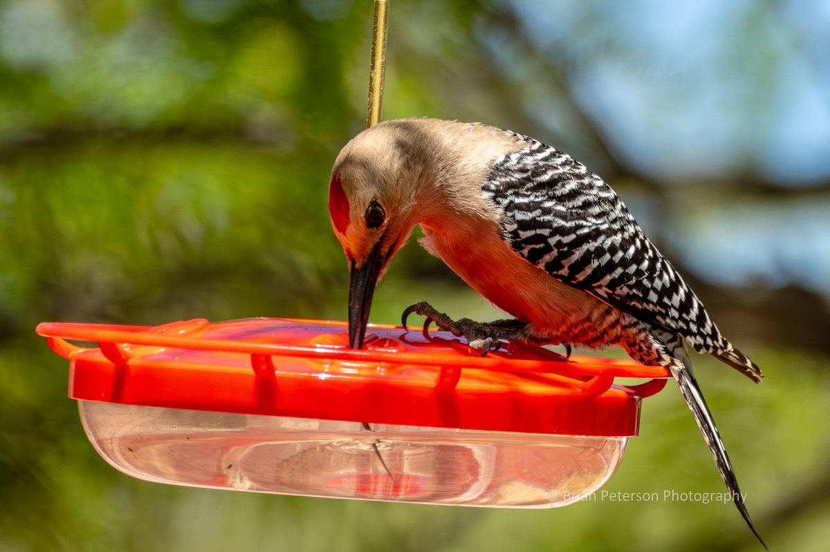 #WoodpeckerWednesday! QP or share you #woodpecker photos📸📷 Gila woodpecker raids the hummingbird feeder Look👀 at his #tongue!😛