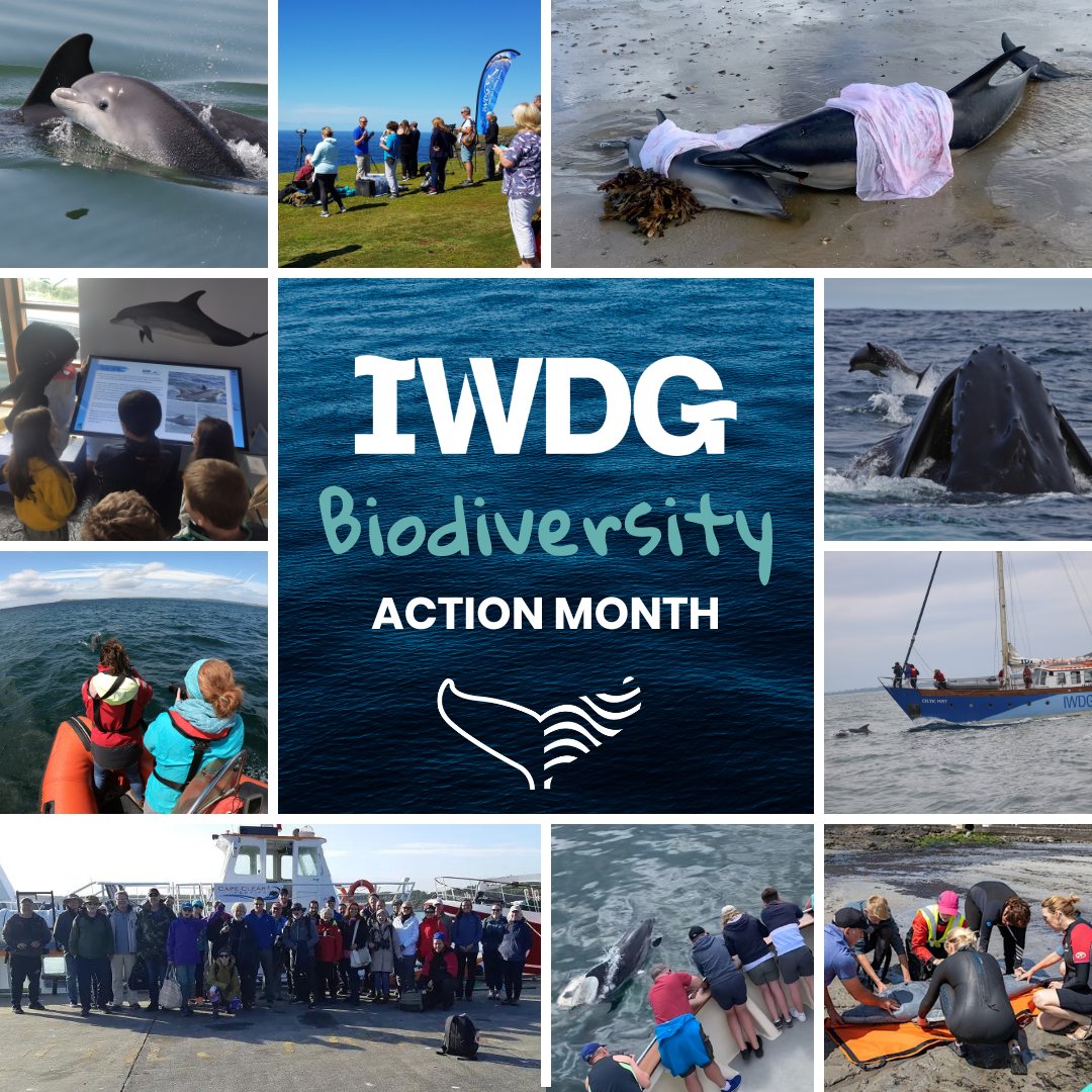 Lá Béaltaine shona daoibh! Happy May Day!
🌊IWDG Marine Biodiversity Action Month kicks off today. 🐋

Stay tuned for updates, events, and firsthand insights.

#Biodiversity #MarineConservation #Ireland
@HeritageHubIRE @IrishEnvNet