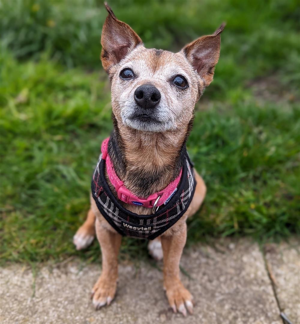 Please retweet to help Millie find a home #LANCASHIRE #UK 🔷AVAILABLE FOR ADOPTION, REGISTERED, BRITISH CHARITY🔷
This lovely little lady is Millie the terrier cross. She is 11yrs young! full of energy and very affectionate. She absolutely loves going for walks and having a lap…