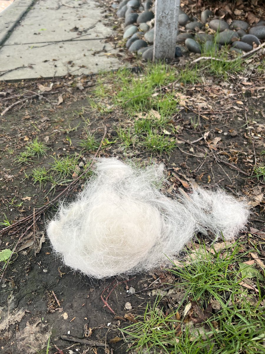 Recycling dog hair for use by birds building nests. Wouldn’t you prefer snoozing on this rather than twigs?