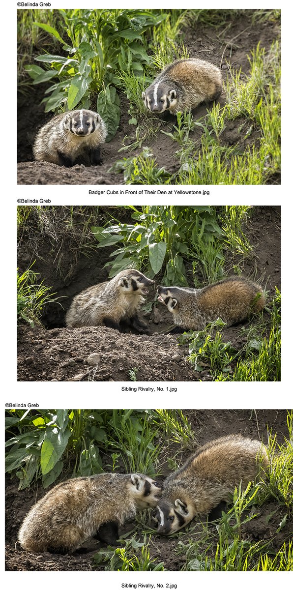 These badger cubs seemed to get more irritable and impatient as the afternoon progressed and mom still had not returned with dinner. Seen at Yellowstone National Park. fineartamerica.com/featured/badge… fineartamerica.com/featured/sibli… fineartamerica.com/featured/sibli… #photography