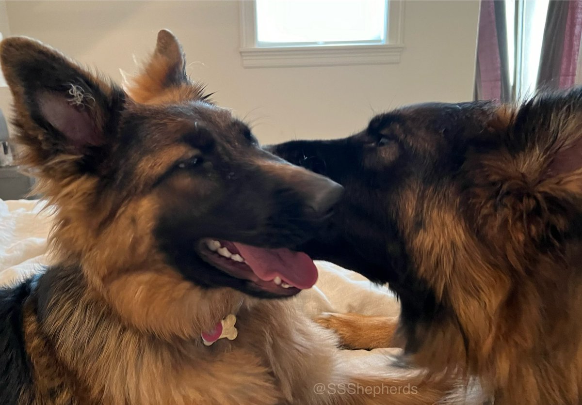 Sharing the love… good morning and happy day to all of our furiends! 🥰🐾 #dogsofx #puppers #gsd #floof #dogsoftwitter