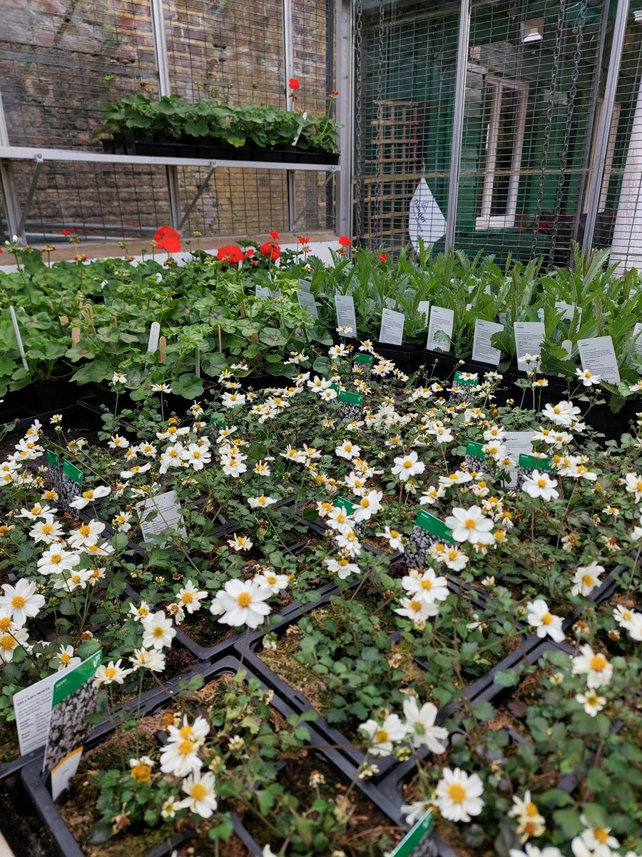 Beautiful bedding plants, raised by Harington students, on sale this weekend at our Highgate site. 10am til 1pm, 4 & 5 May.