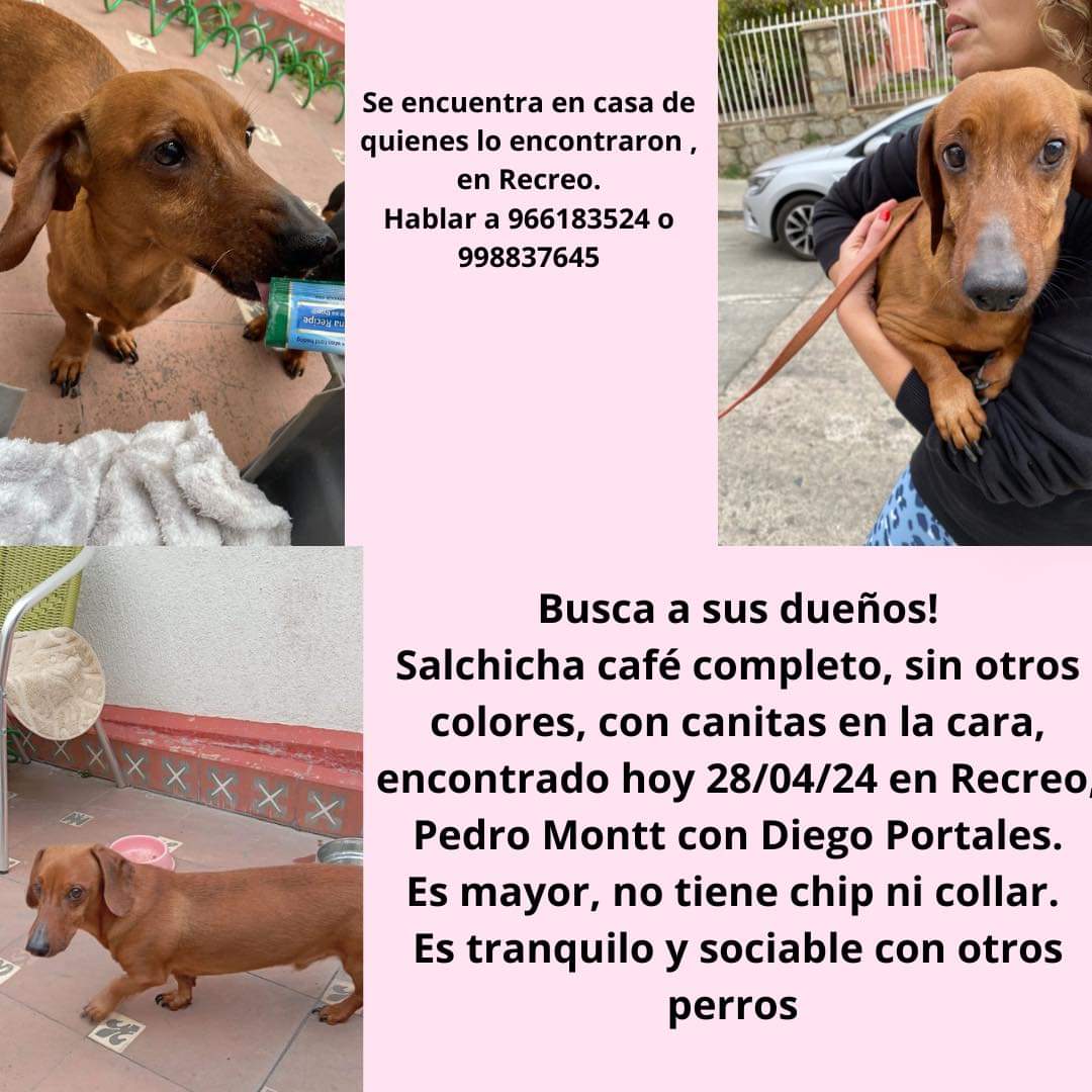 Buscan a los dueños de este perrito encontrado en #Recreo #viñadelmar Favor RT!