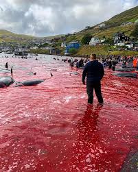 This flag means this to the rest of us.

STOP SLAUGHTERING SENTIENT BEINGS 

#BoycottFaroeIslands

The  depravity within these islands. Sickening ..
